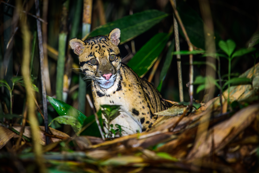 Clouded leopard with cloud-shaped spots on a tree branch