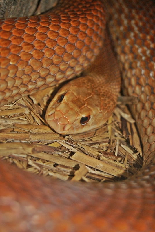 Coastal taipan raised in defensive posture showing coppery head and pale body in dry grass
