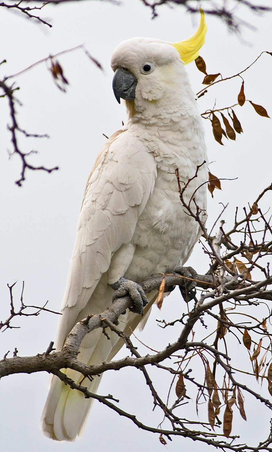 Sulphur-crested cockatoo with raised yellow crest in eucalyptus