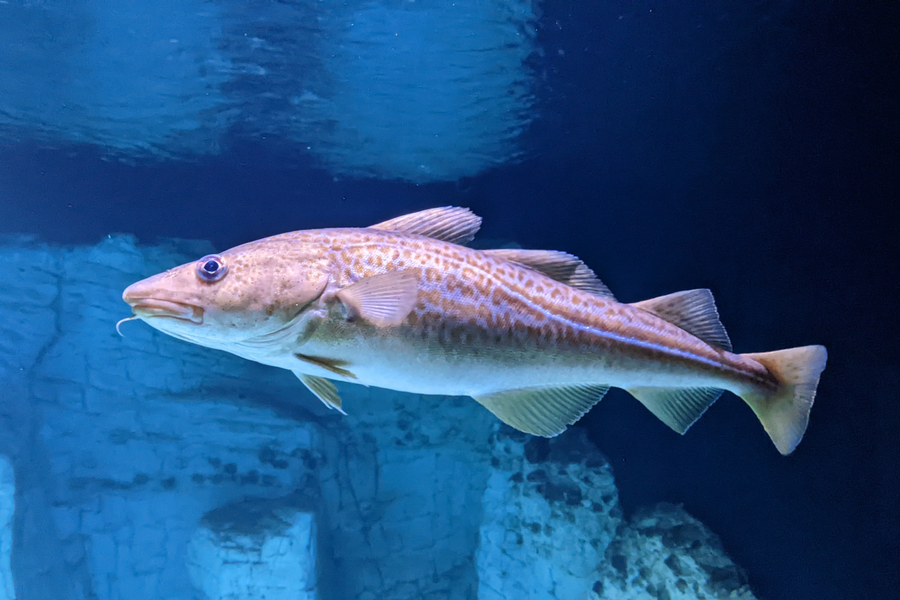 Atlantic cod with barbel on chin over sandy seabed