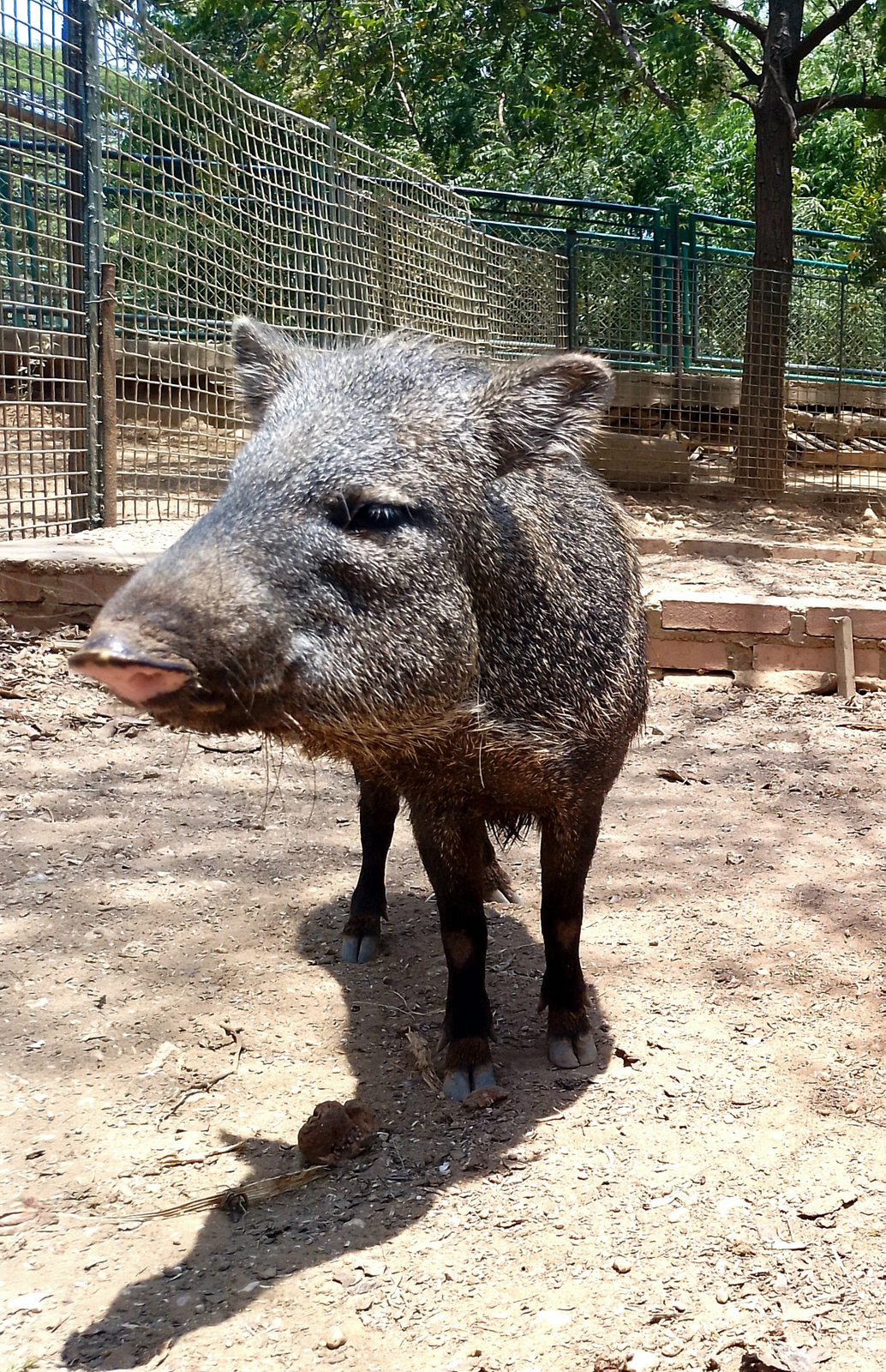 Collared peccary standing in desert scrub with pale neck band and bristly dark coat