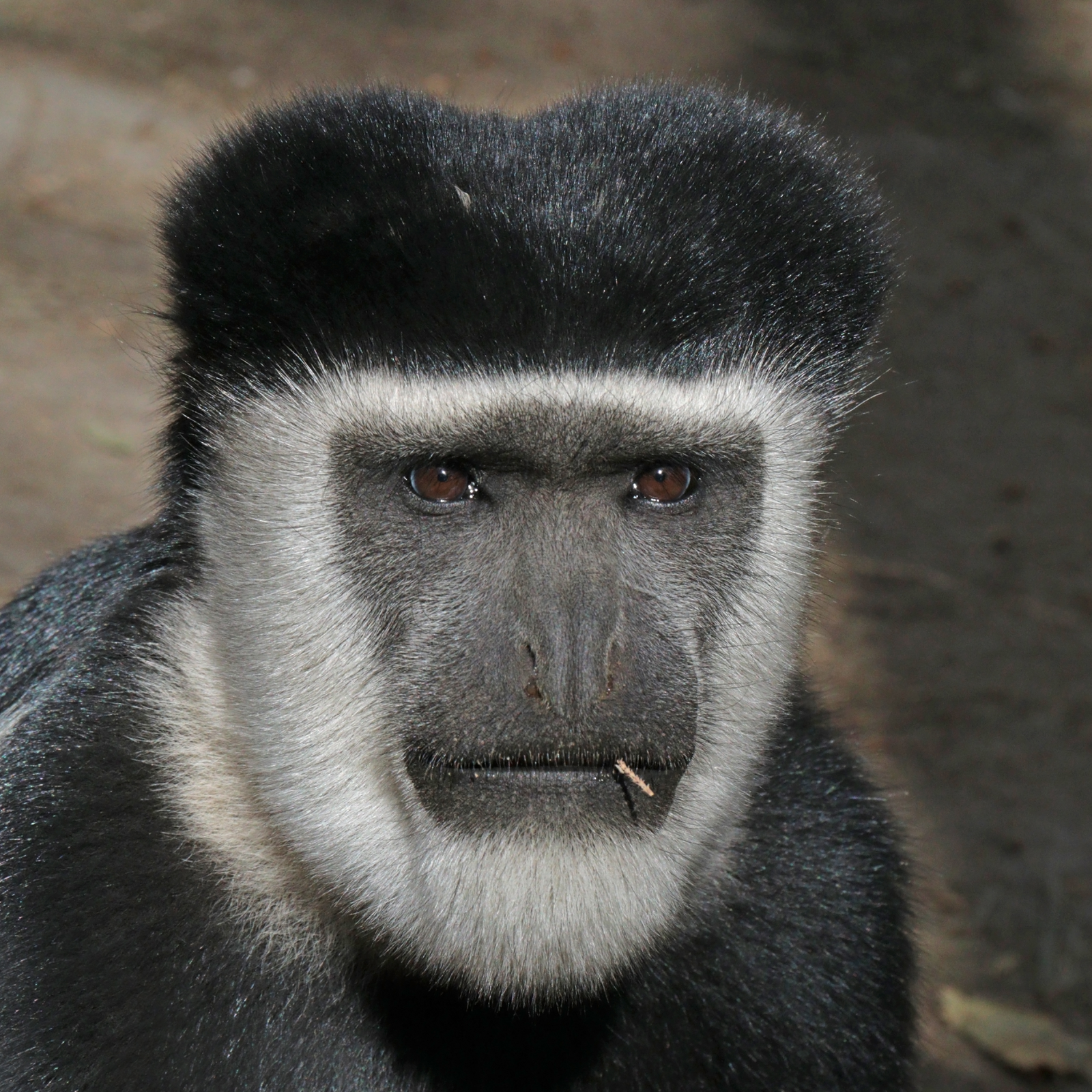 Guereza colobus perched on branch with black fur, white mantle, and long white tail tuft