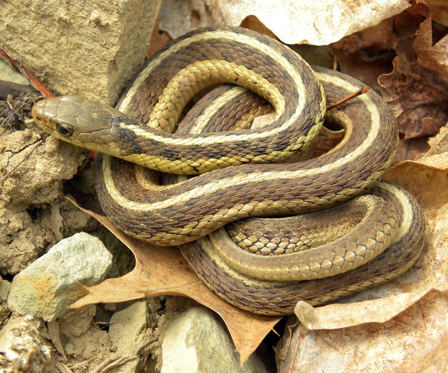 Common garter snake with three light longitudinal stripes crossing damp garden mulch