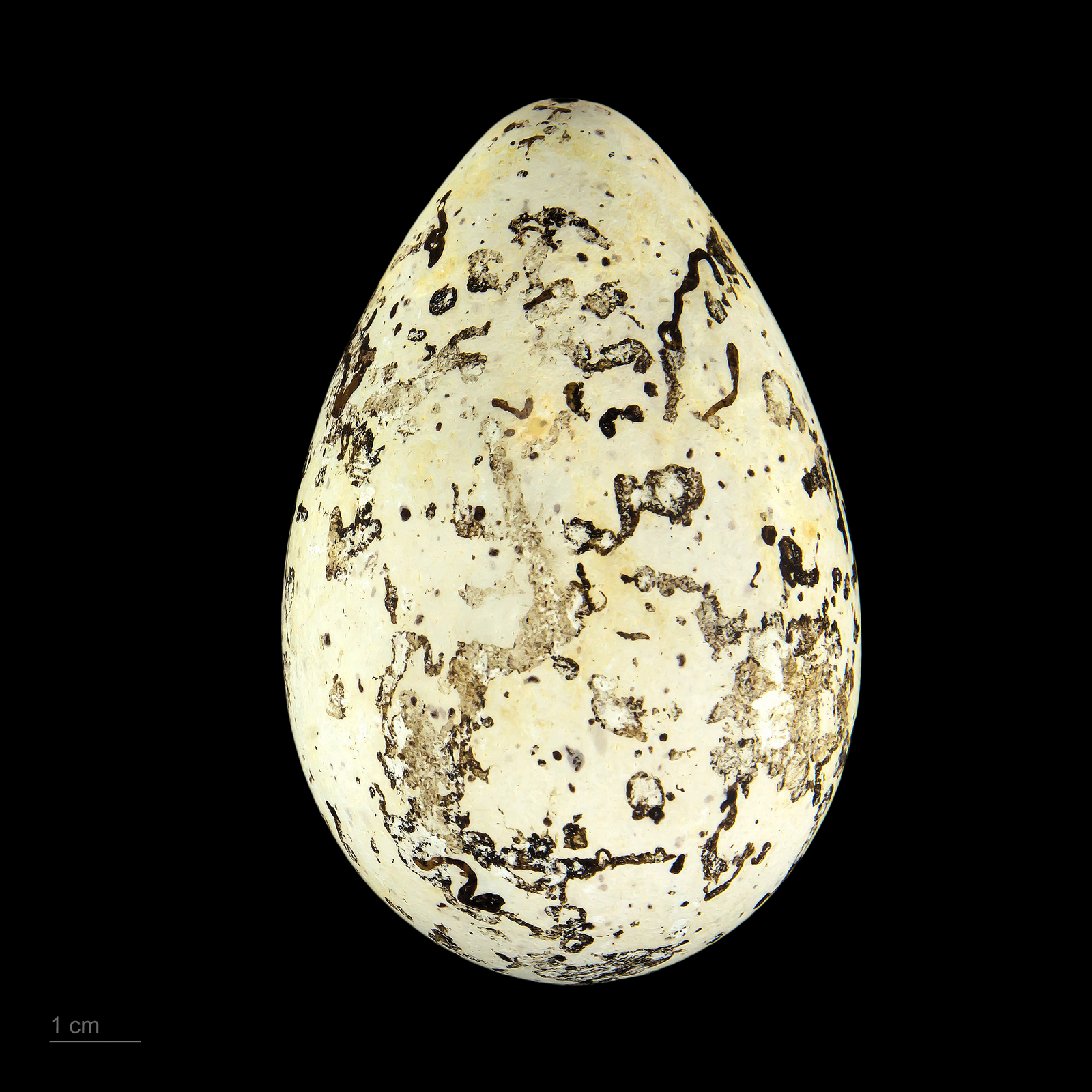 Common murre standing upright on narrow cliff ledge beside pear-shaped speckled egg
