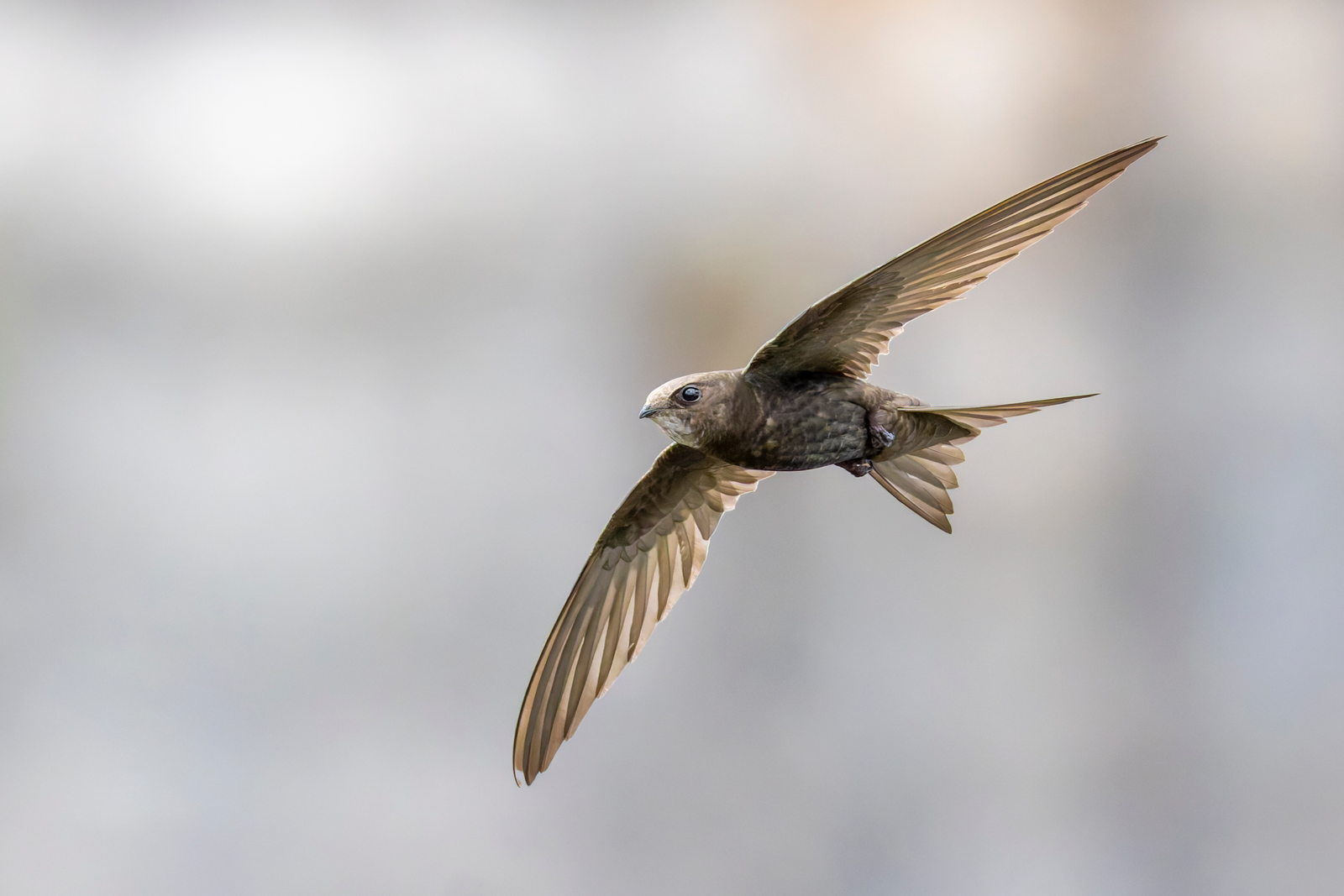 Common swift with scythe-shaped wings screaming over red roof tiles at dusk