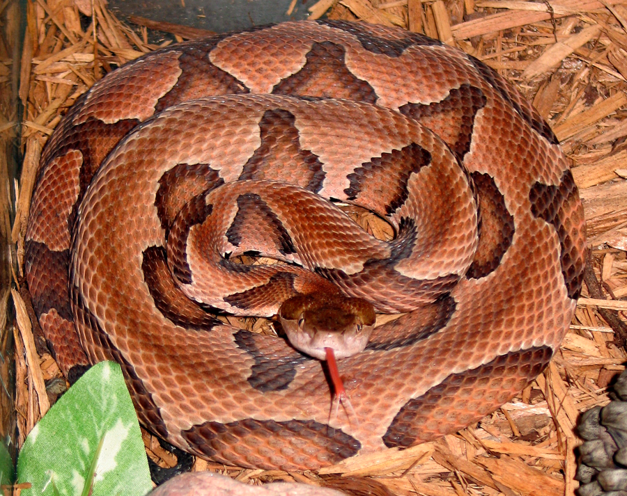 Copperhead coiled on leaf litter showing hourglass crossbands and copper-coloured head