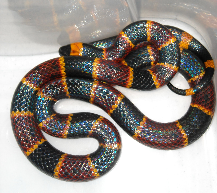 Eastern coral snake with red, yellow, and black rings on sandy pine-woods soil