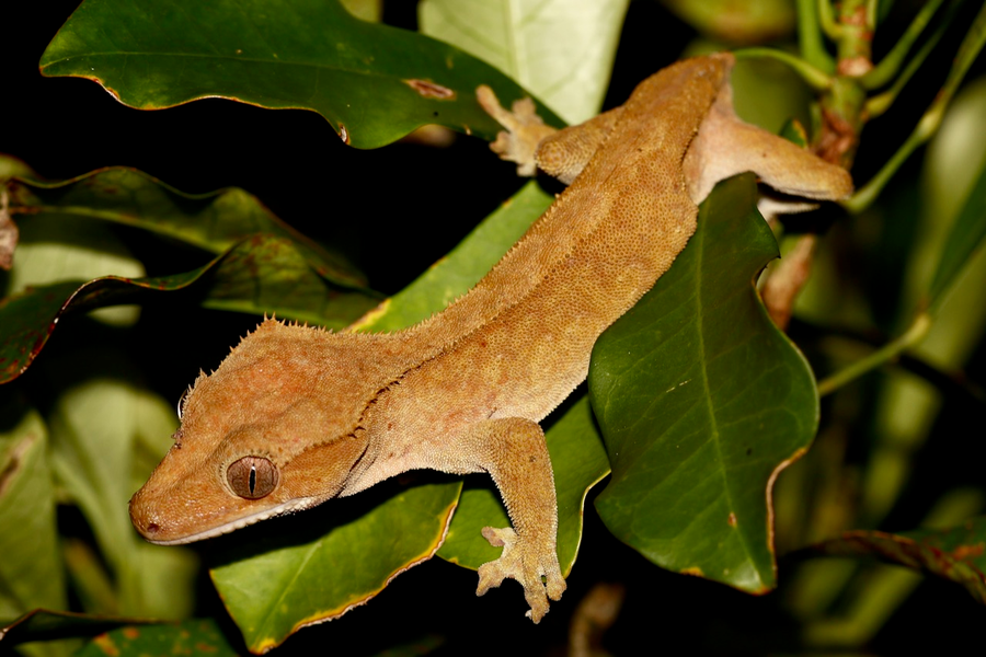 Crested gecko with eyelash-like crests and sticky toe pads clinging to a vertical branch