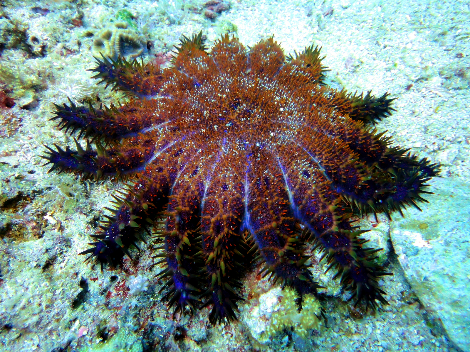 Crown-of-thorns starfish with venomous spines draped over bleached coral on Indo-Pacific reef