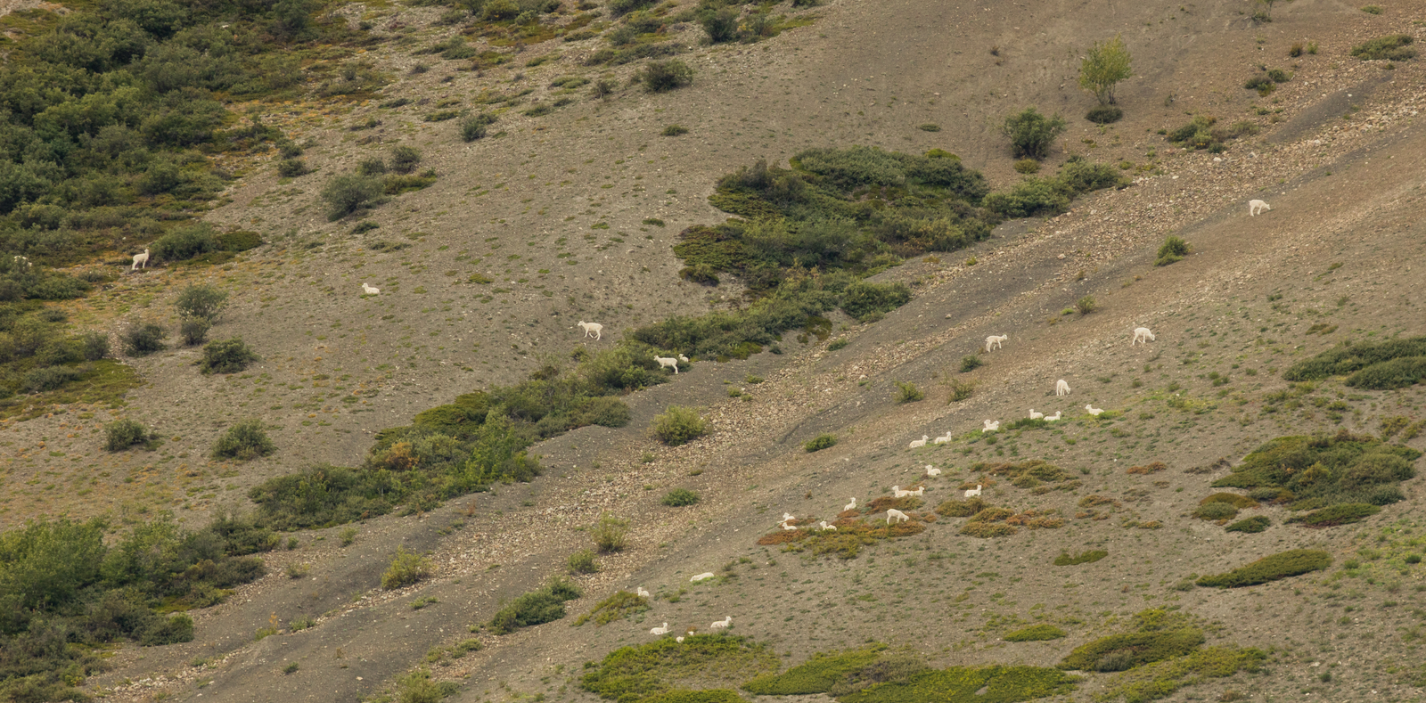 Dall ram on alpine ridge with massive curling horns and pure white winter coat