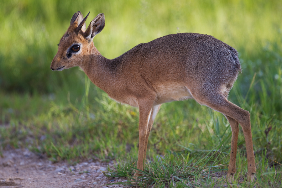 Kirk's dik-dik with elongated snout and white eye ring standing in arid thornscrub