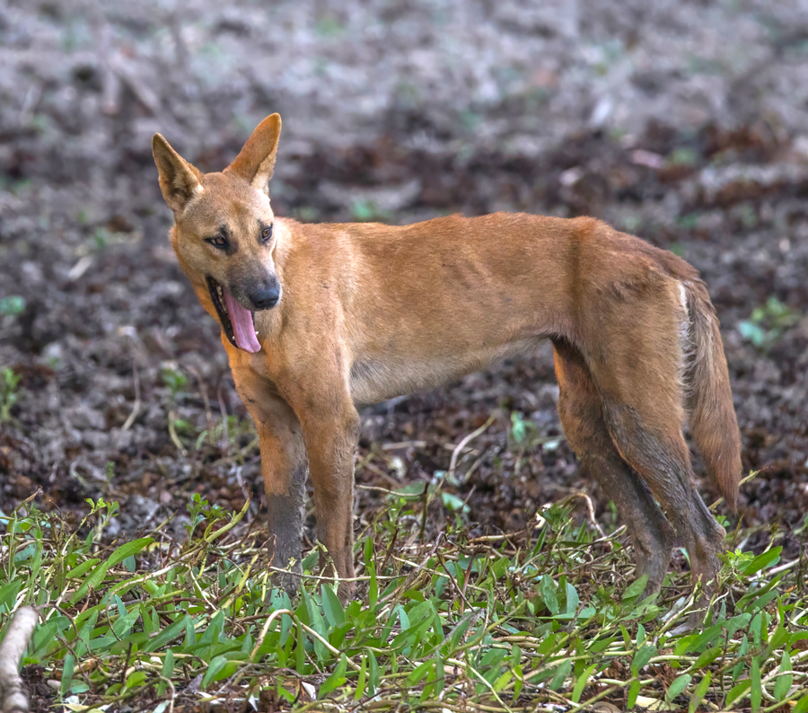 Dingo with ginger coat standing alert in Australian scrub