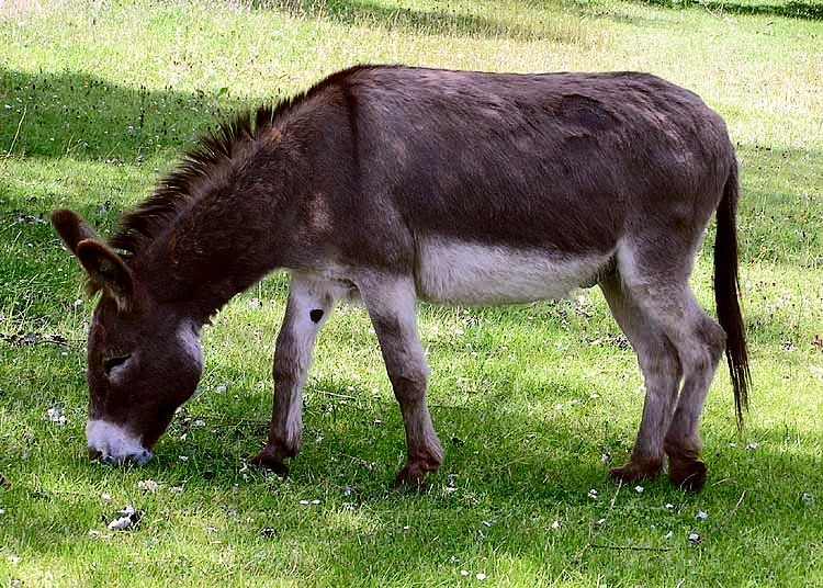 Donkey standing in a sunny pasture with long ears forward