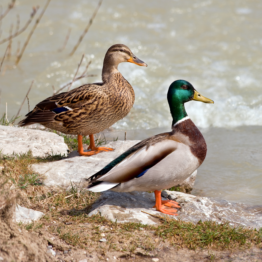 Male mallard duck with green head on pond