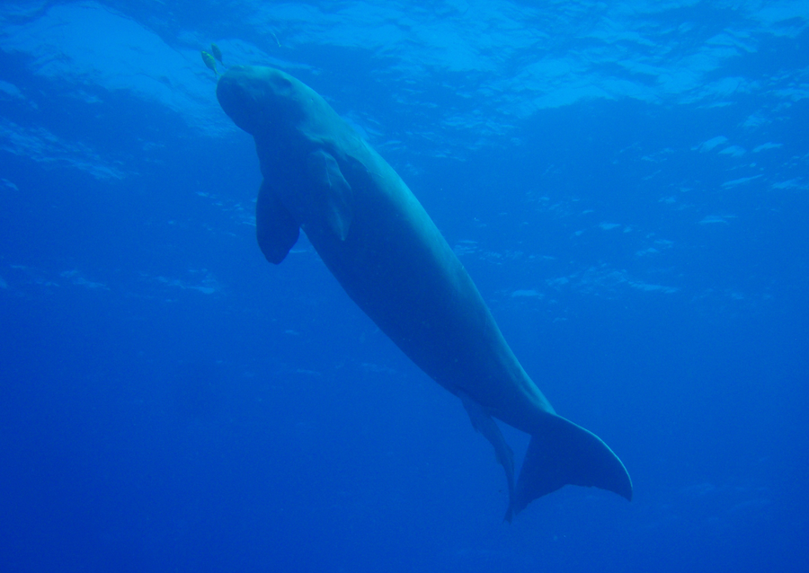 Dugong surfacing in clear tropical seagrass waters