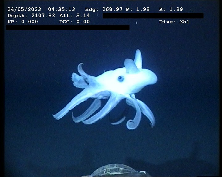 Dumbo octopus hovering above abyssal mud with ear-like fins flapping beside pale body