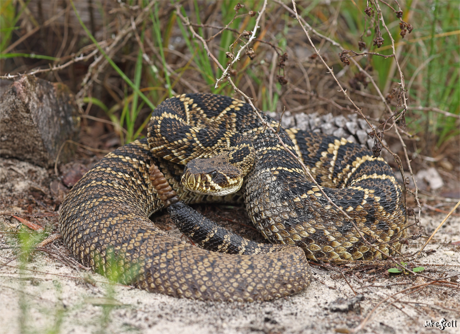 Eastern diamondback rattlesnake with brown diamonds edged in white coiled in wiregrass