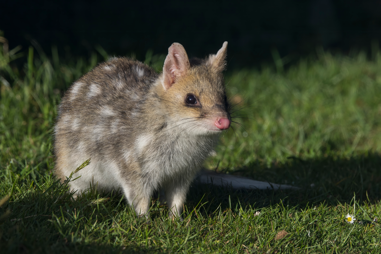Eastern quoll with white spots on dark fur standing on Tasmanian grass at dusk