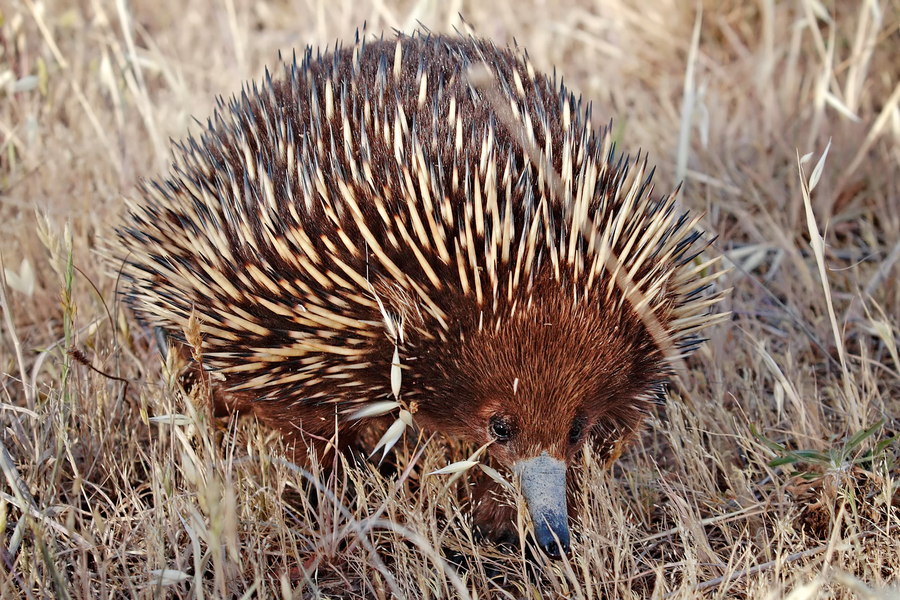 Short-beaked echidna with pale spines and long snout foraging on dry leaf litter