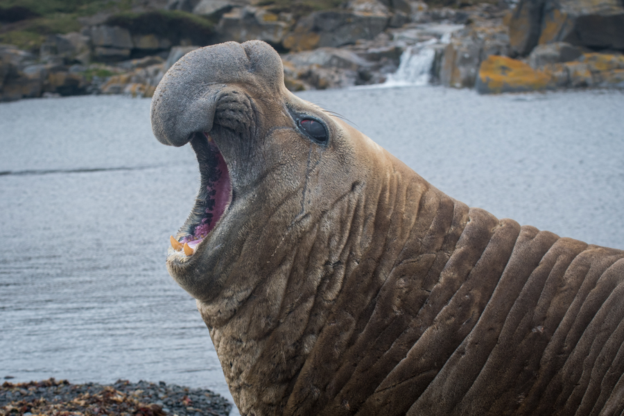 Male elephant seal on beach with trunk-like nose