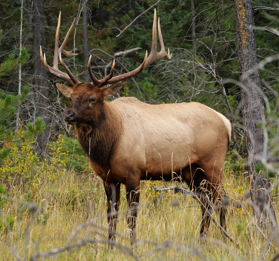 Bull elk with large antlers bugling in a mountain meadow