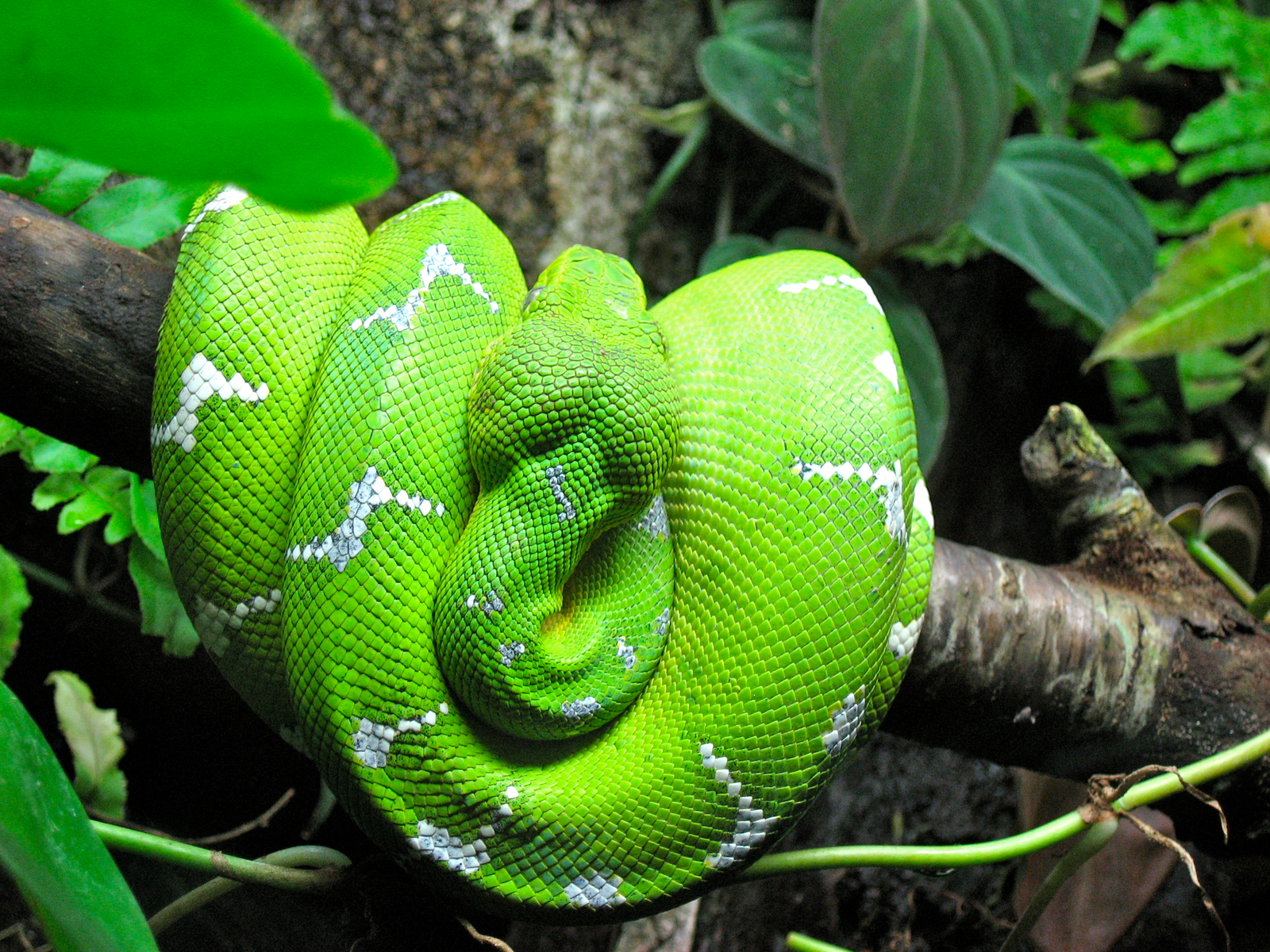 Emerald tree boa coiled on branch with white zigzag markings and vivid green scales