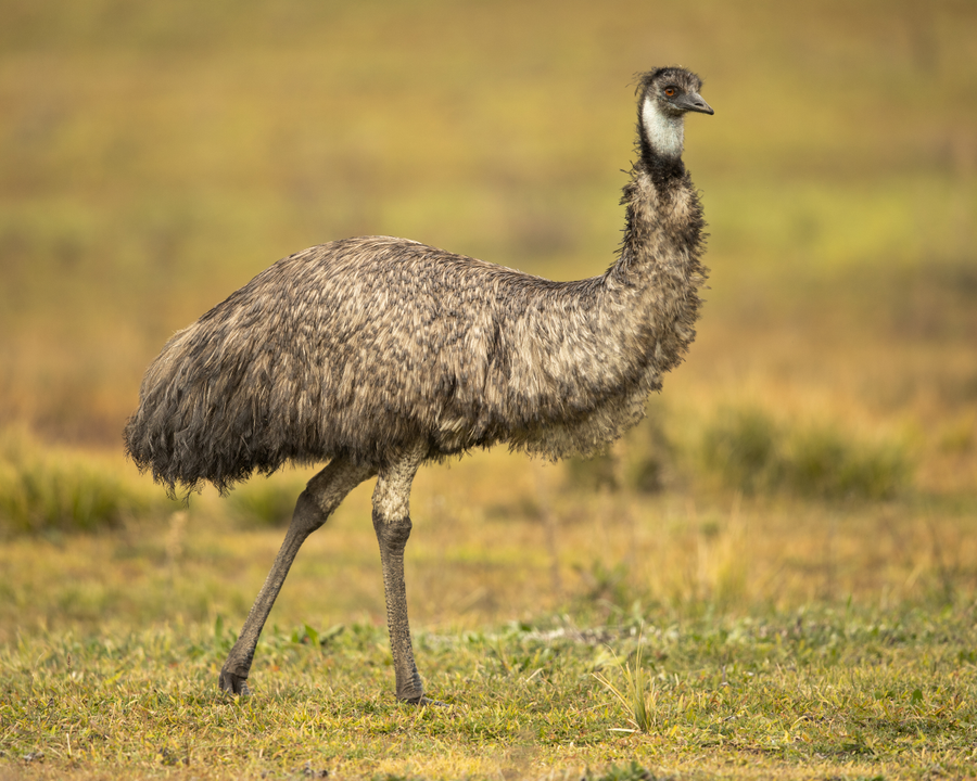 Emu standing in Australian outback