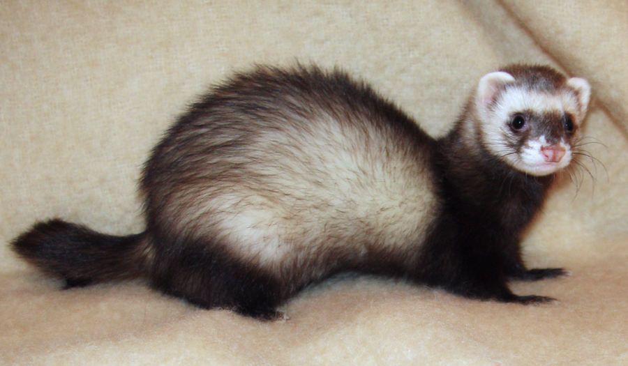 Domestic ferret with playful expression