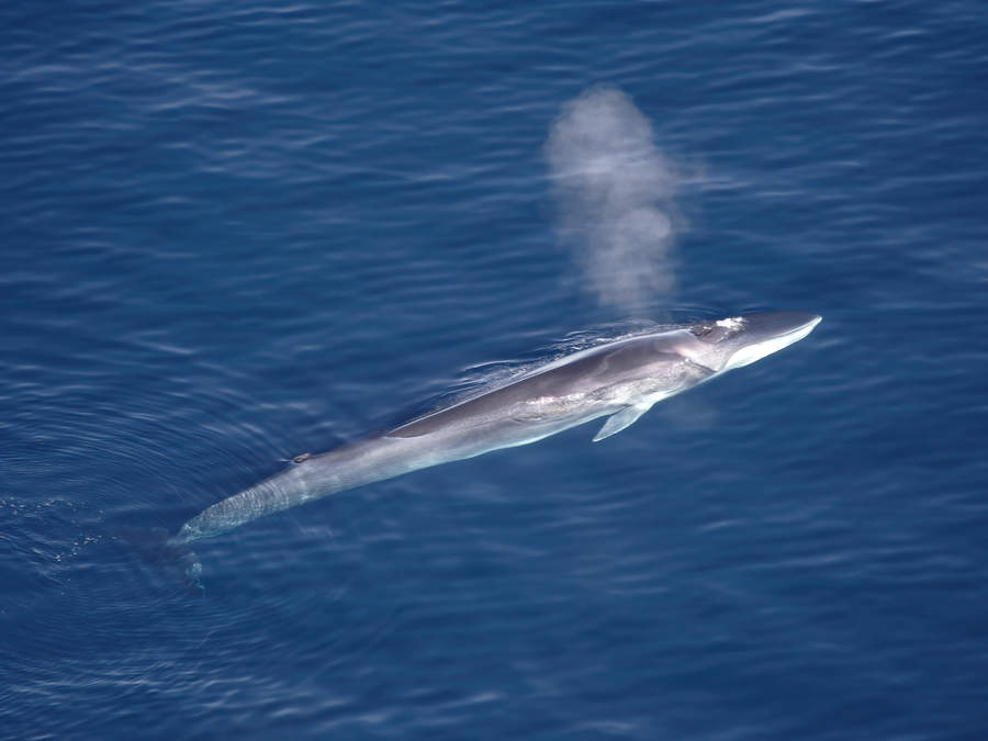 Fin whale surfacing with asymmetric jaw in cold ocean waters