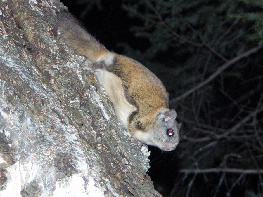 Northern flying squirrel gliding between conifer trees at dusk