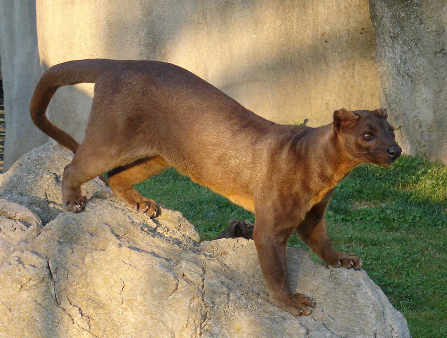 Fossa with long tail and short reddish coat climbing a Madagascar rainforest trunk
