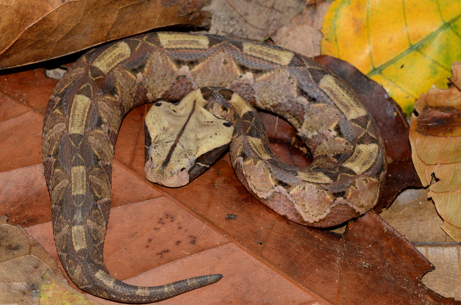 Gaboon viper with intricate leaf-litter pattern and horned nose tip coiled on forest floor