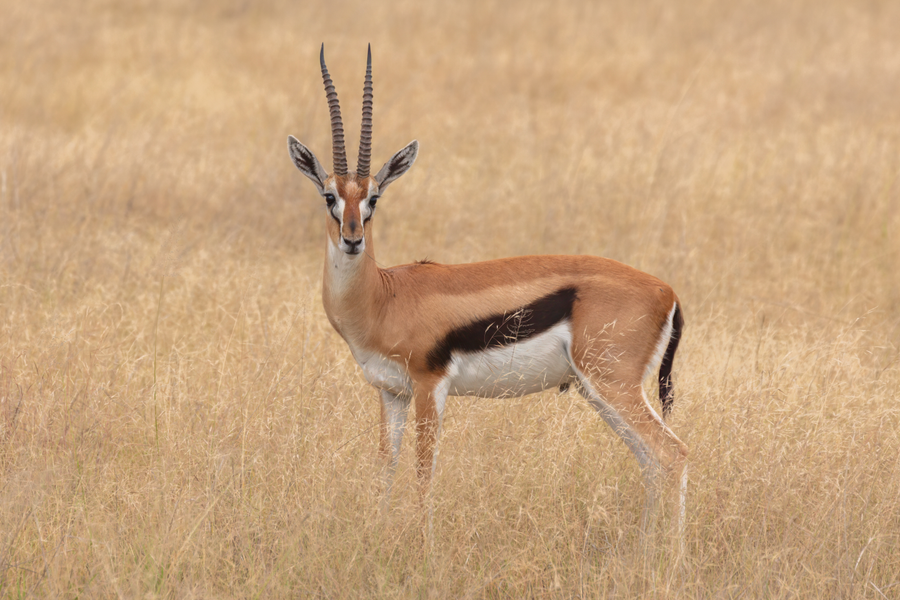 Thomson's gazelle with black side stripe on savanna