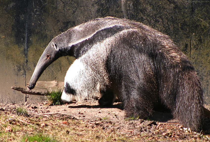 Giant anteater with bushy tail walking on knuckles in grassland