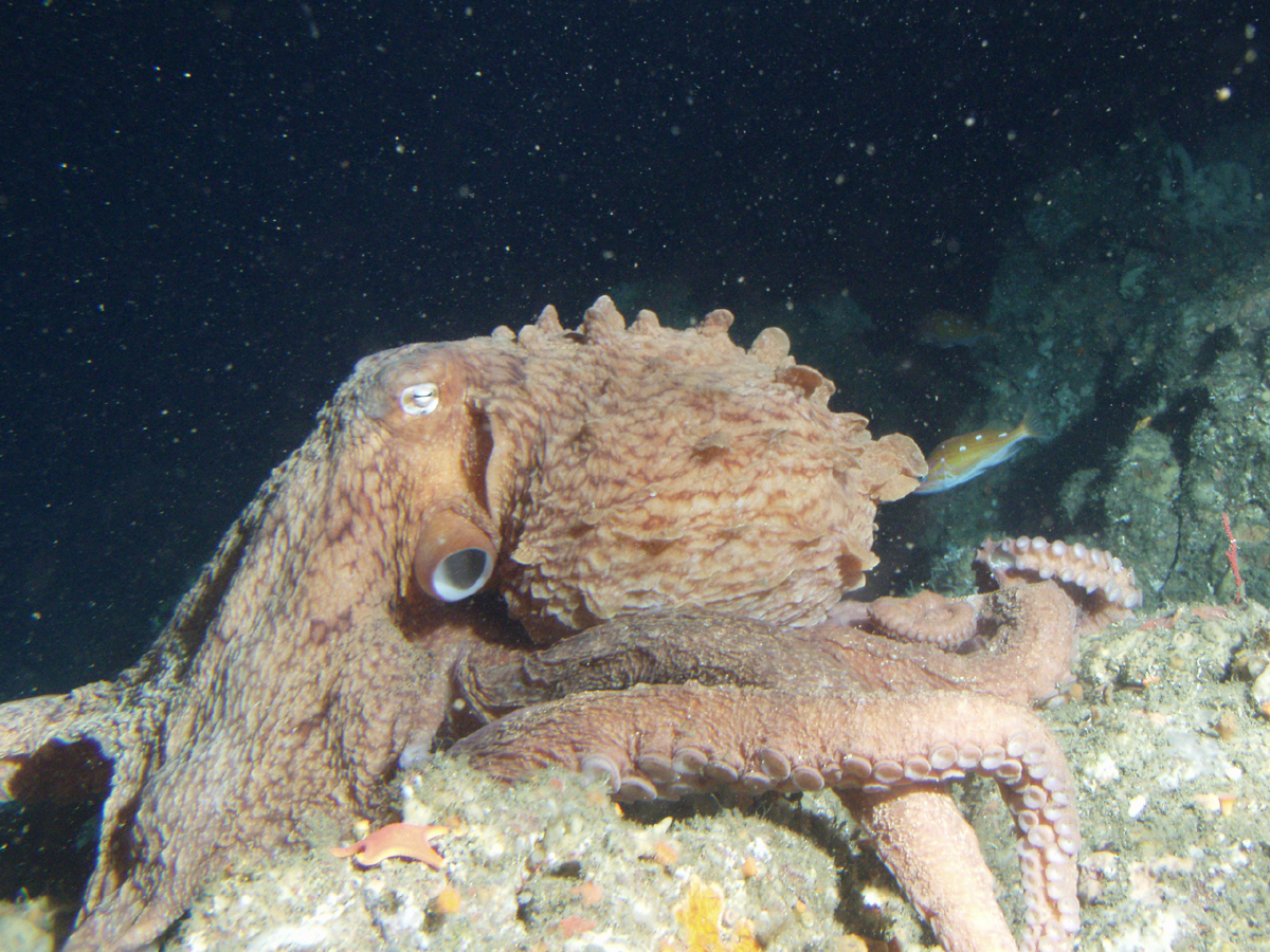 Giant Pacific octopus with reddish skin and suckered arms flowing from rocky den