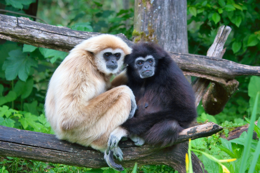 Gibbon swinging through rainforest canopy