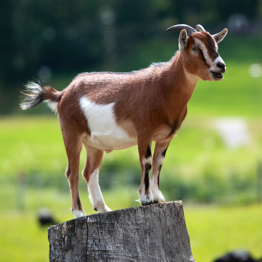 Goat standing on rocky outcrop