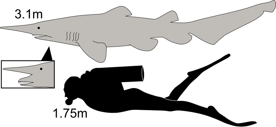 Goblin shark with pinkish body and protruded jaws beneath an elongated snout in deep water