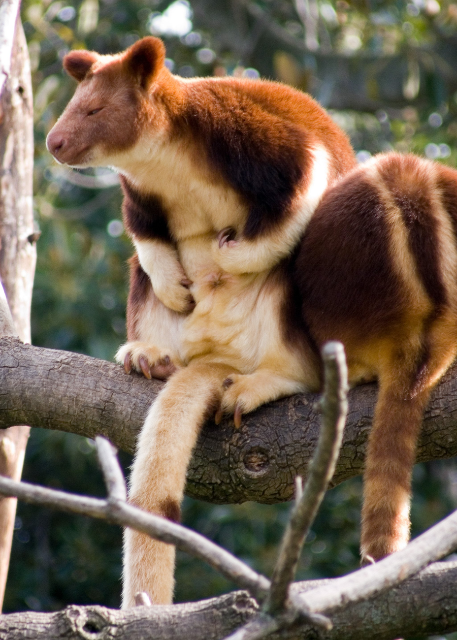 Goodfellow's tree-kangaroo with golden back stripes sitting on a mossy rainforest branch