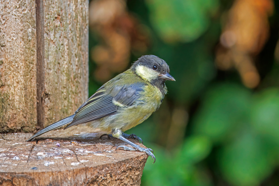 Great tit with black head, white cheeks, and yellow belly striped with a black ventral line