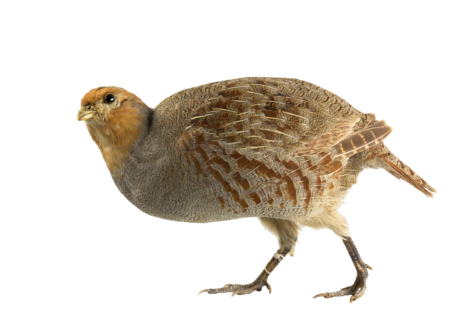 Grey partridge pair walking through stubble field with chestnut face patches and barred flanks