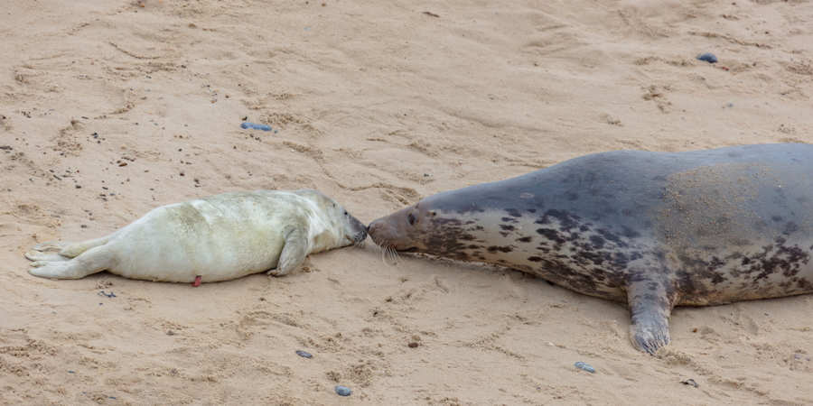 Grey seal pup with white lanugo coat