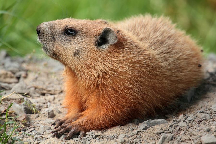 Groundhog standing near burrow entrance