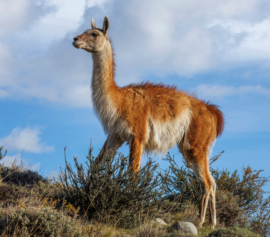 Guanaco with tawny coat and white underparts standing on windy Patagonian steppe