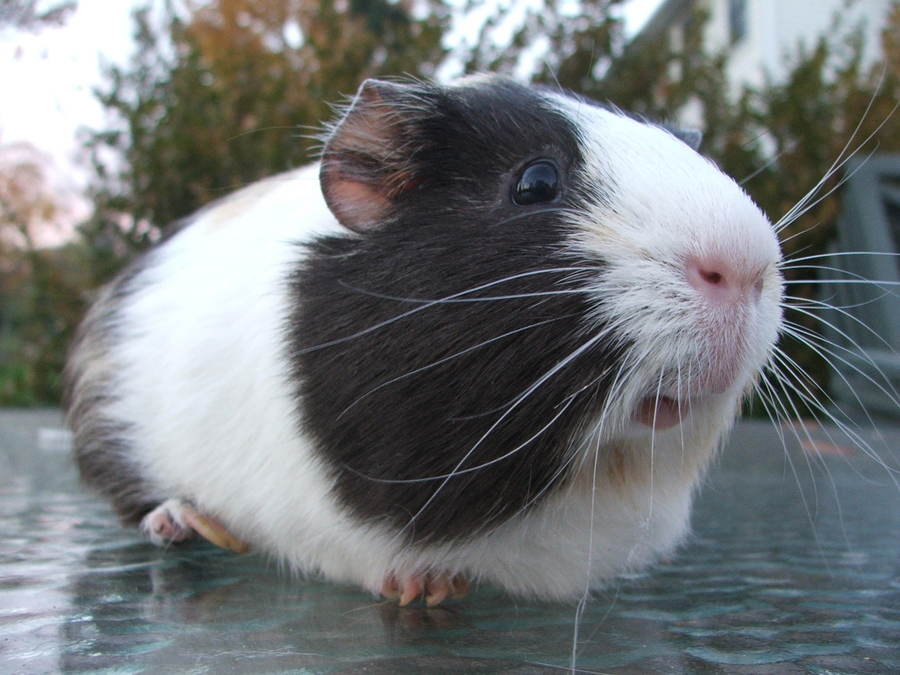 Guinea pig with smooth coat eating fresh vegetables in a hay-filled enclosure