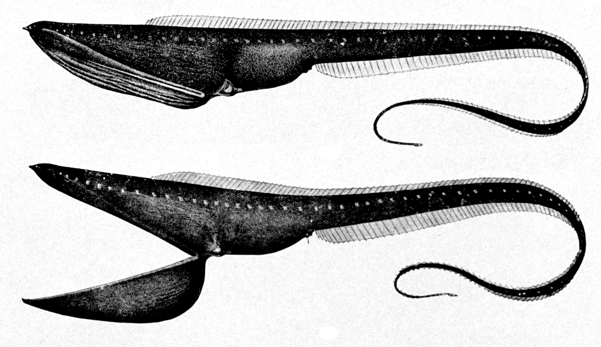Gulper eel with enormous dark mouth and thread-like glowing tail tip in black water