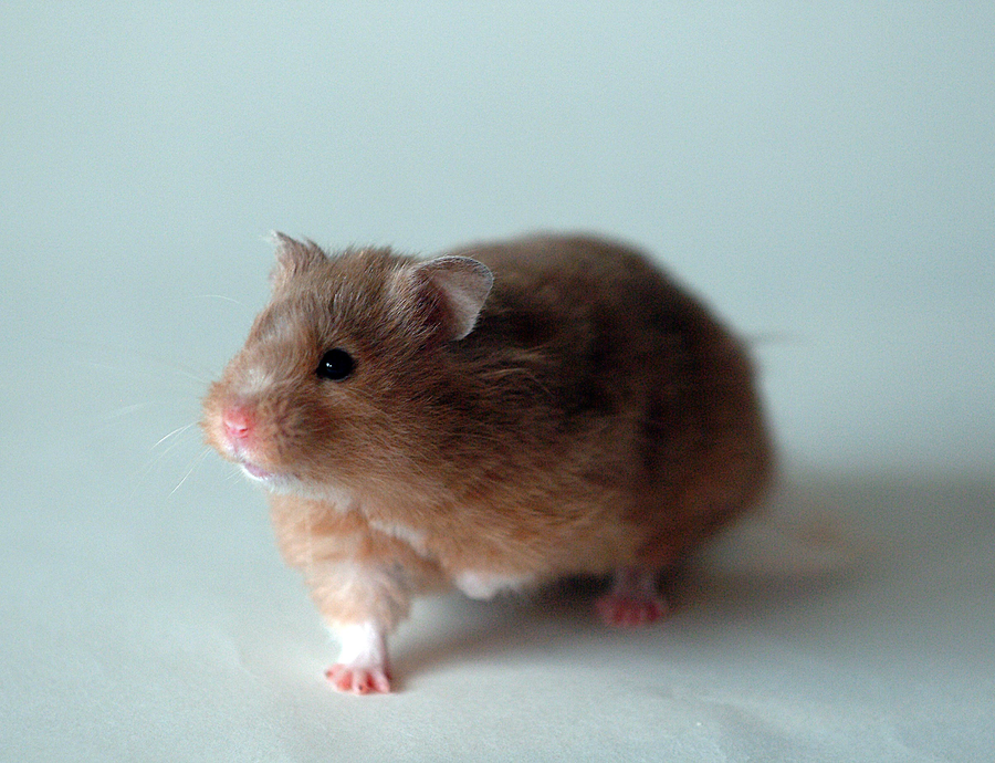Syrian hamster with stuffed cheek pouches in clean bedding