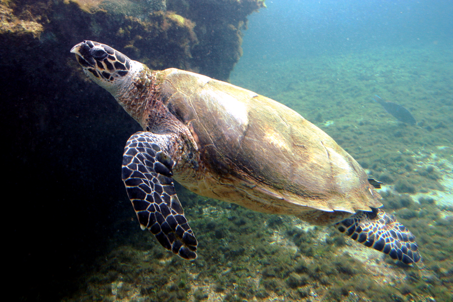 Hawksbill turtle on coral reef