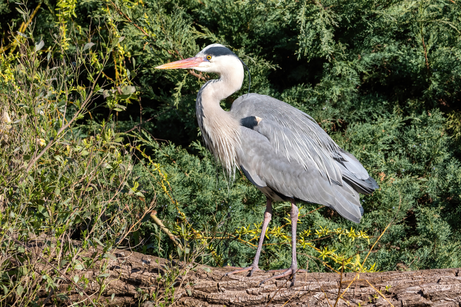 Grey heron standing still at water edge