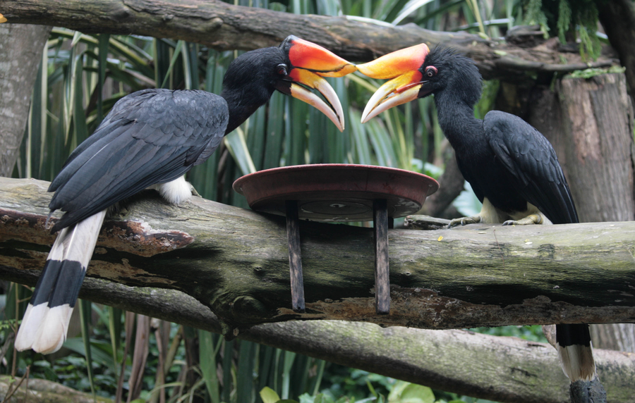 Rhinoceros hornbill with orange casque perched in rainforest canopy